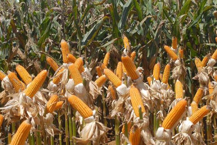 Governo Federal aprova aquisição de milho para abastecimento de programa da Conab