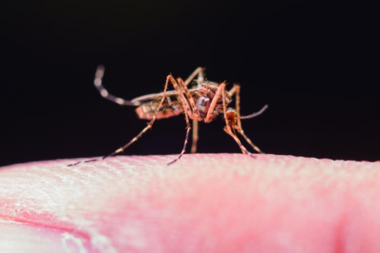 Brasil registra mais de 688 mil casos de dengue, segundo Ministério da Saúde
